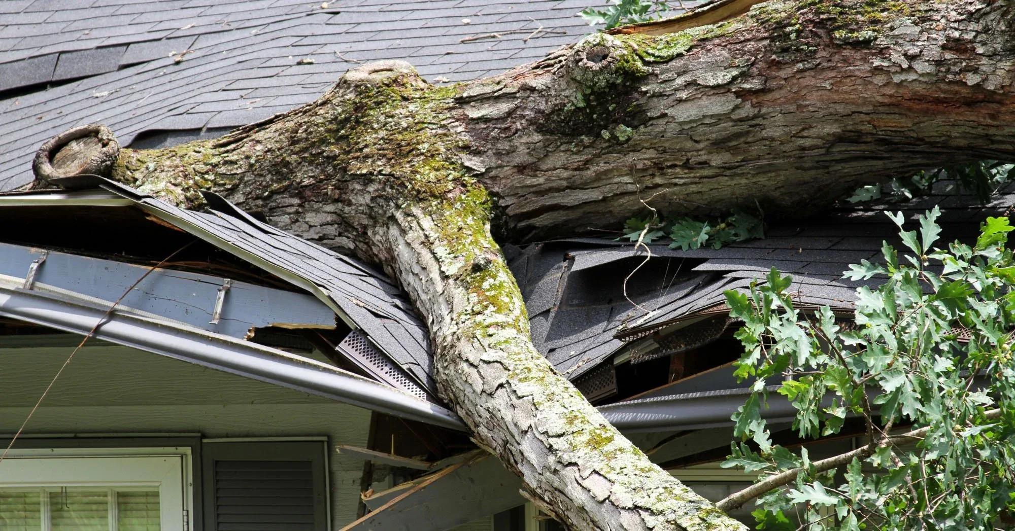 Fallen tree damage on a DMV home roof