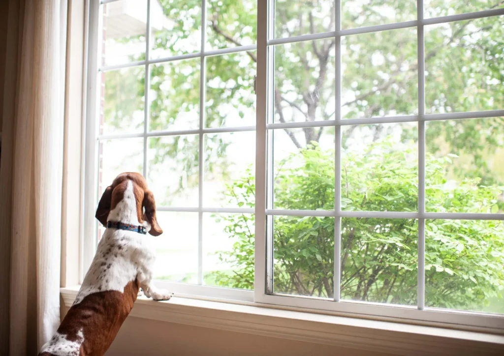 Dog Looking Out Large Windows